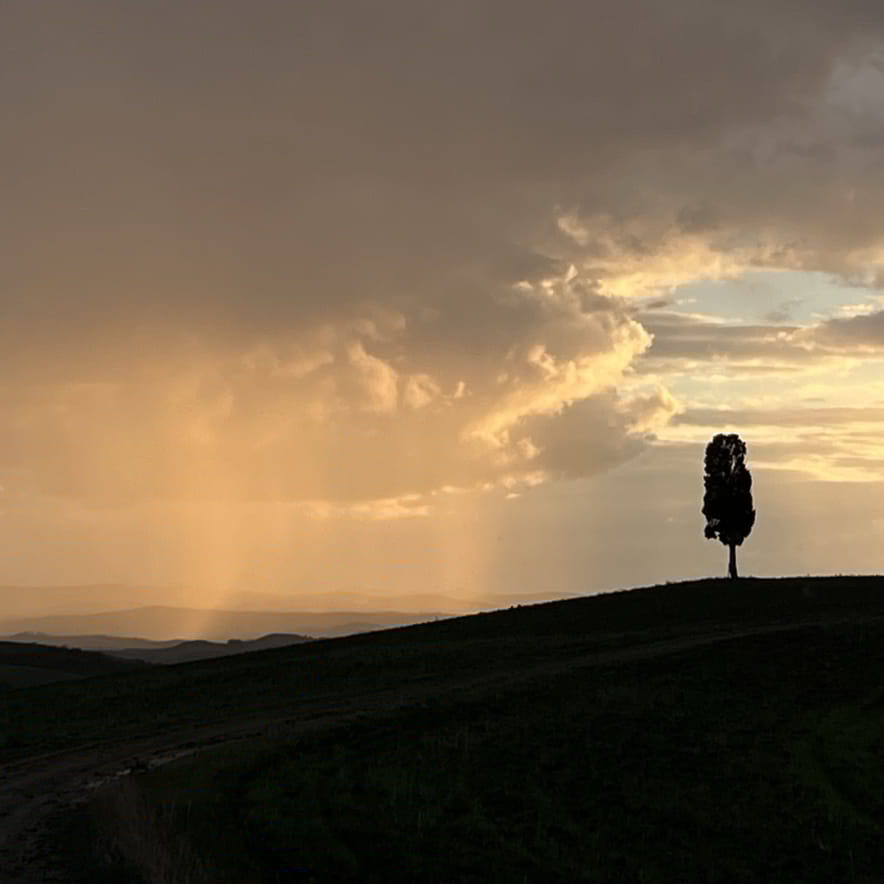 mucchioselvaggio - Canzone Universale