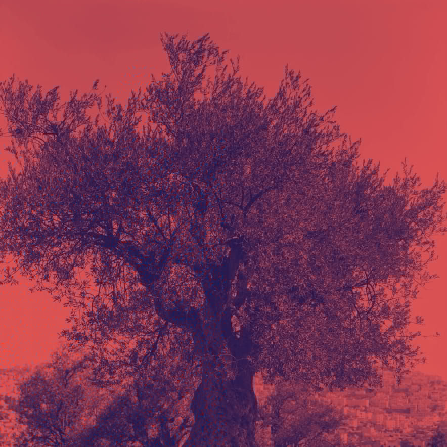 Fabio Tamburrano - Lulivo sotto il muro